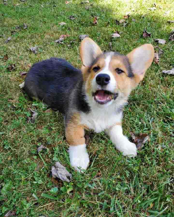 Pembroke Welsh Corgi Puppies Ready For New Homes.