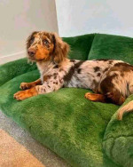 dachshund puppy