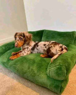 dachshund puppy