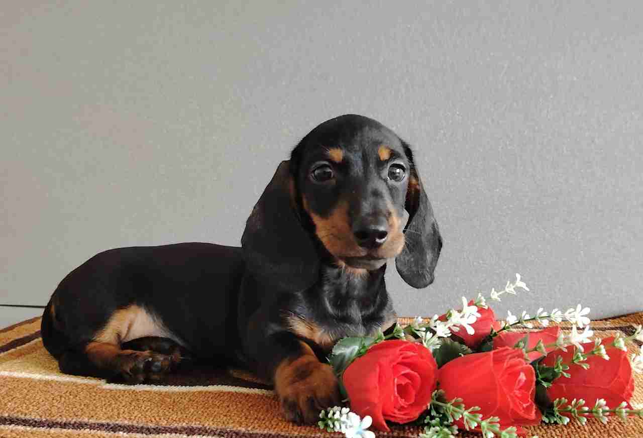 Dachshund puppy
