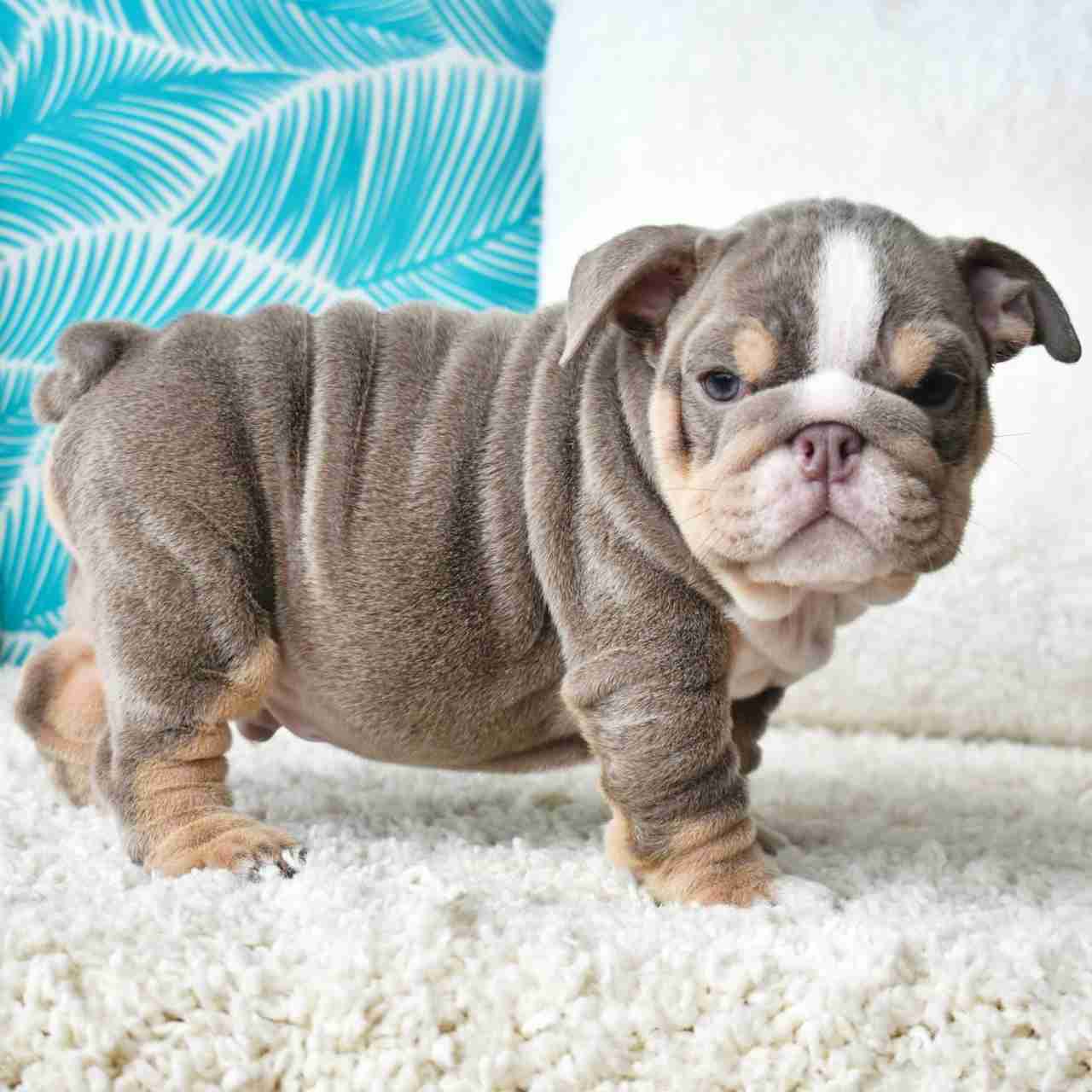 English bulldog
