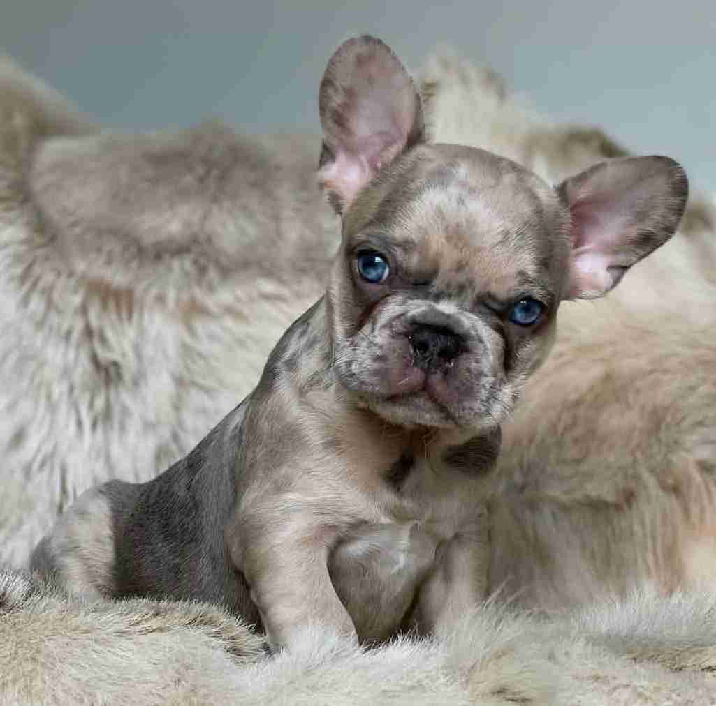 French bulldog