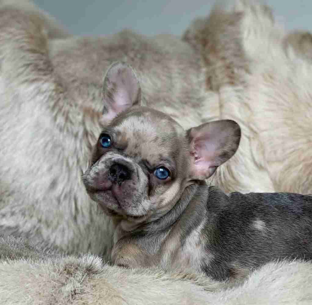 French bulldog