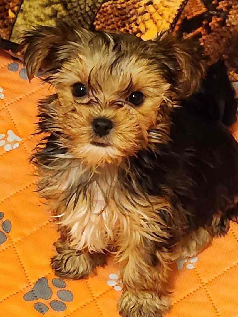 FREE PUPPIES@ they are yorkies mixed with love!! We can't keep 5 puppies sadly.. so they are in need of good homes!!. Only rehoming fee please dm me