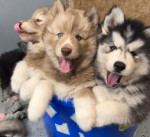 Jasper Blue Siberian puppies available